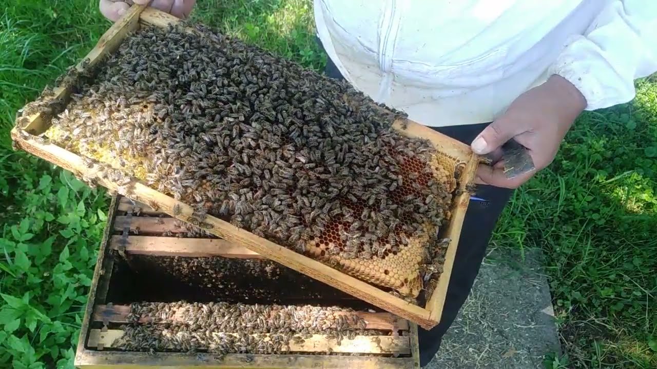 Pčelarstvo-vještačko razrojavanje pčelinjih zajednica