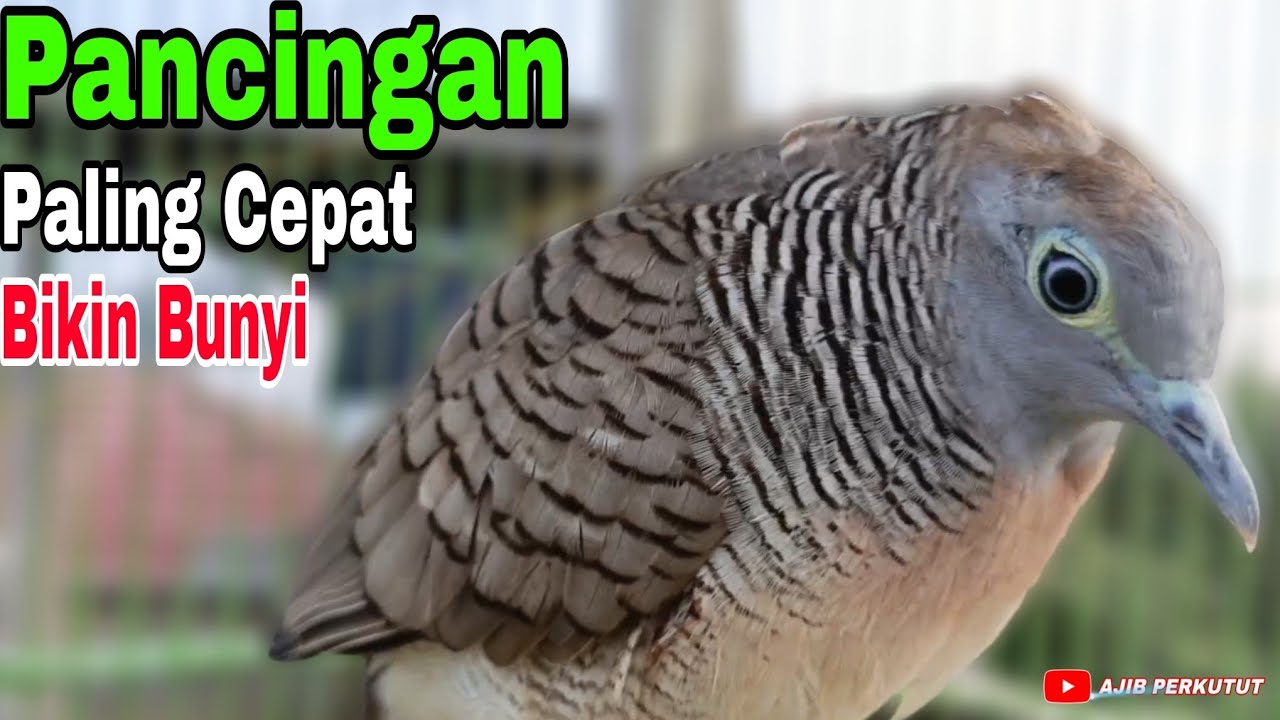 PERKUTUT PANCINGAN TERBAIK DAN JUARANYA BIKIN BURUNG IKUTAN NYAUT