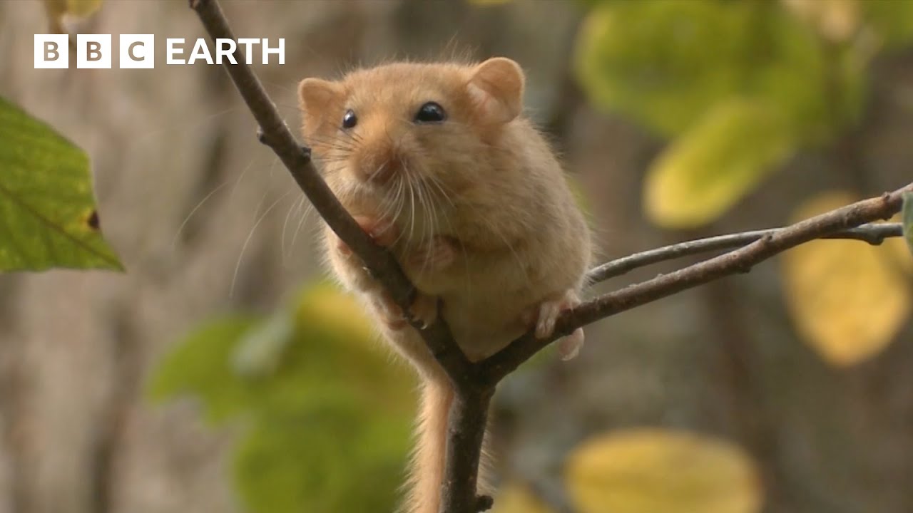 Finding The Shy and Sleepy Dormouse | 24 Hours With... | BBC Earth Kids