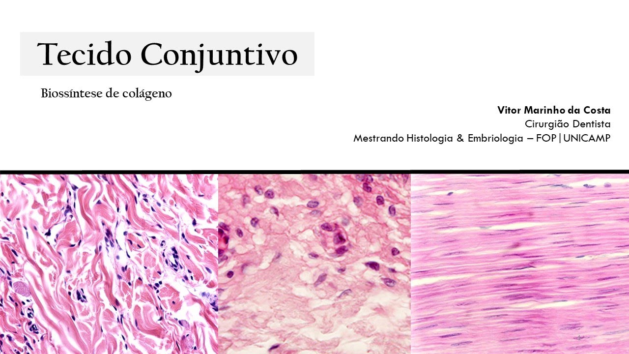 Biossíntese de fibras colágenas (tecido conjuntivo)