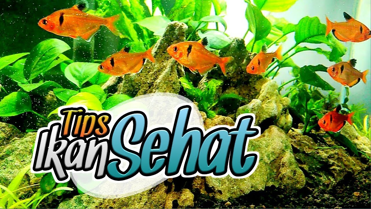 Tips Agar Ikan Sehat & Lincah