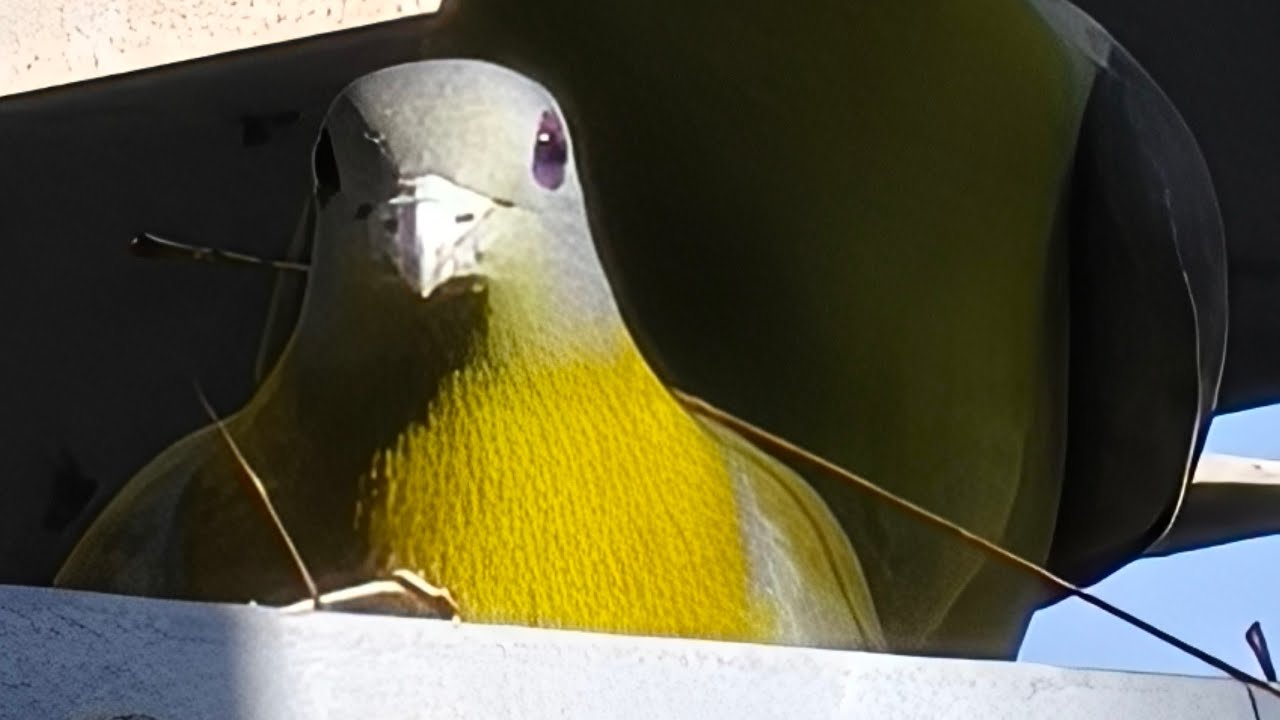 हरियल कबूतर और हमारी पृथ्वी @prithvimitr #nature #lifeonearth #birds #shortvideo #livestream 