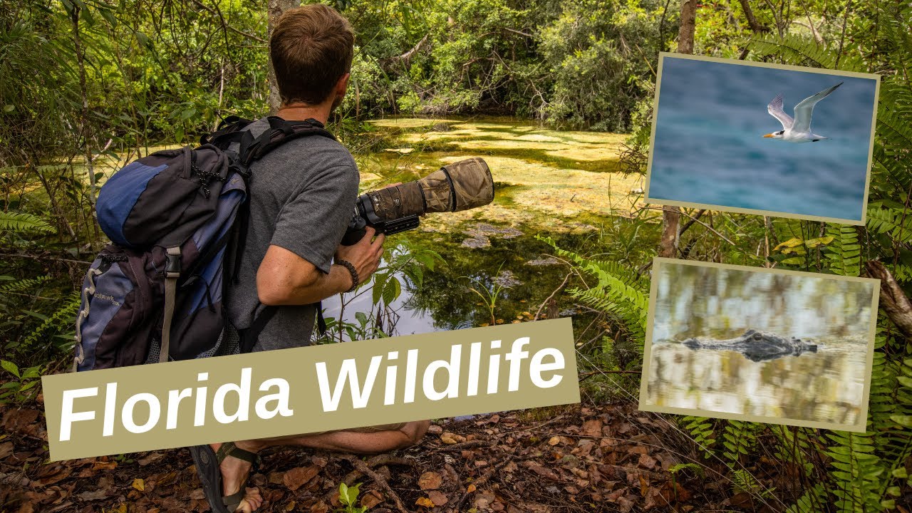 Photographing FLORIDA WILDLIFE in its various ecosystems. ALLIGATORS, BIRD PHOTOGRAPHY and more