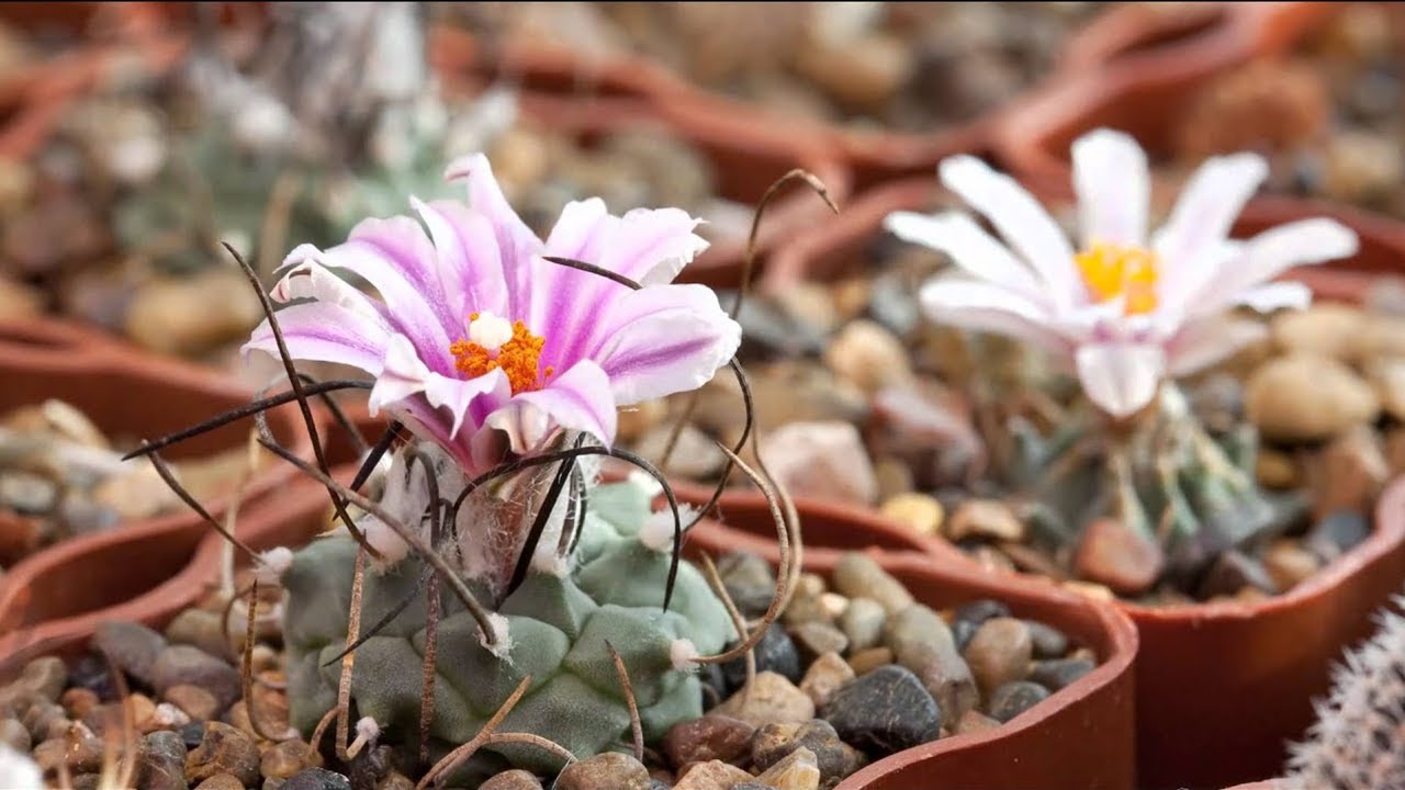 19 Tipos de Cactus Turbinicarpus para tener en Macetas ! 🌵