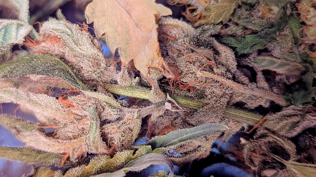 California Lightworks SolarSystem&reg; 550 Autoflower Grow Series (3. Урожайность)