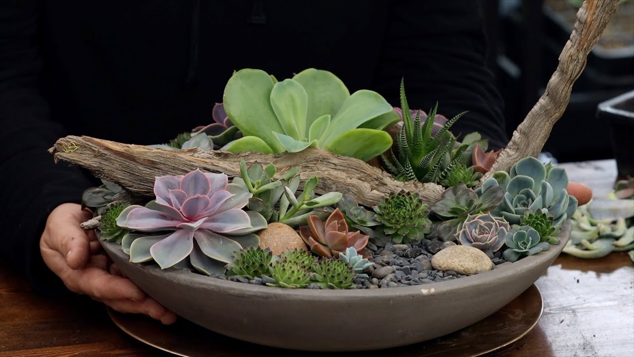 Разбираем и перестраиваем композицию из суккулентов с помощью черенков! 🌿✂️🥰 // Garden Answer
