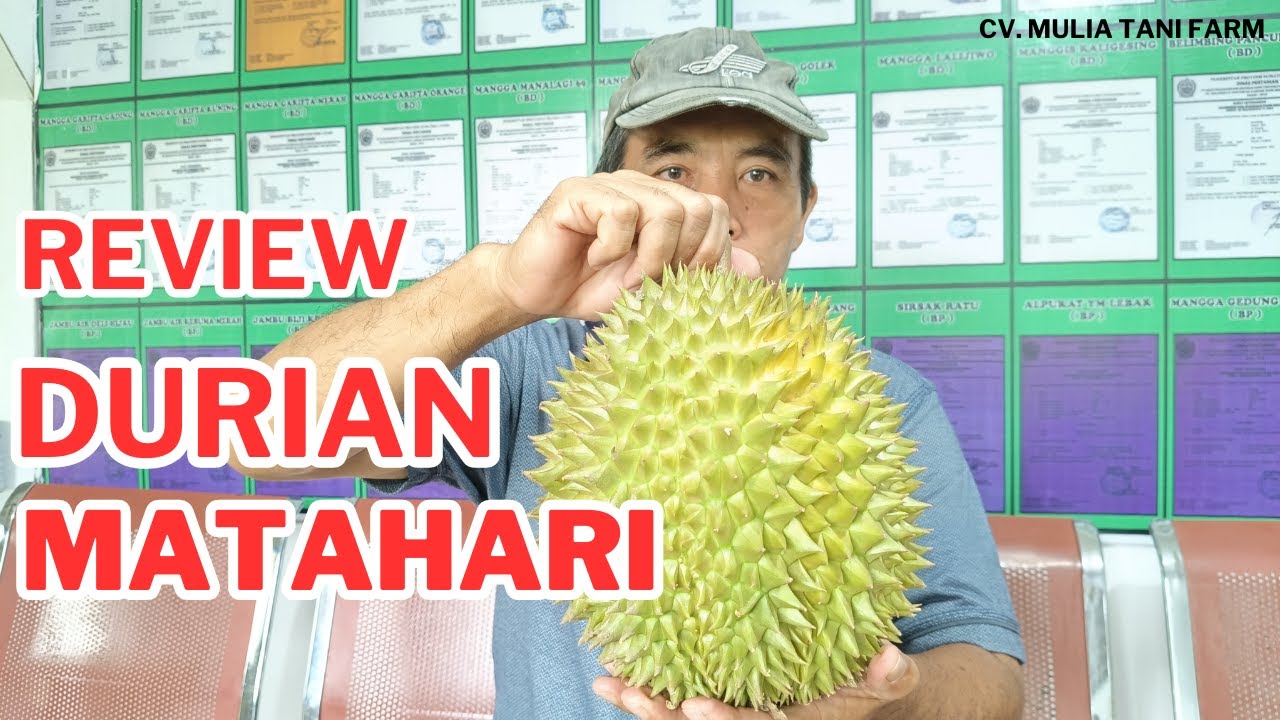 REVIEW DURIAN MATAHARI