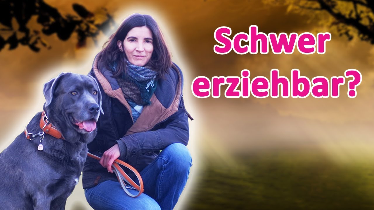 Sind CANE CORSOS wirklich schwer zu erziehen? 🐶 Ein Erfahrungsbericht