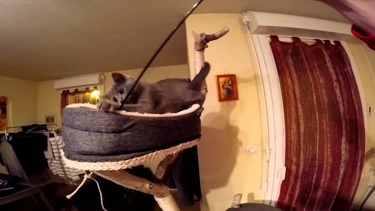chaton chartreux 3 mois