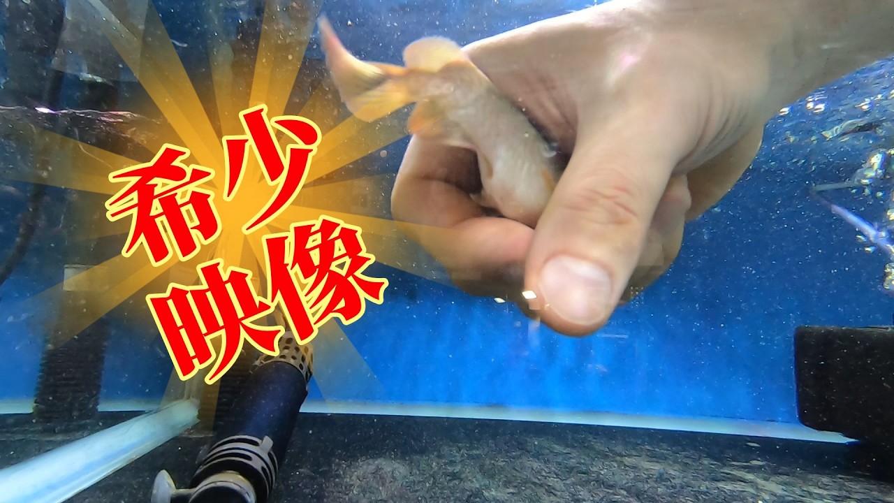 【希少映像】かなりヤバいレッドアロワナとダトニオ入荷速報！トロピカルフィッシュ佐野