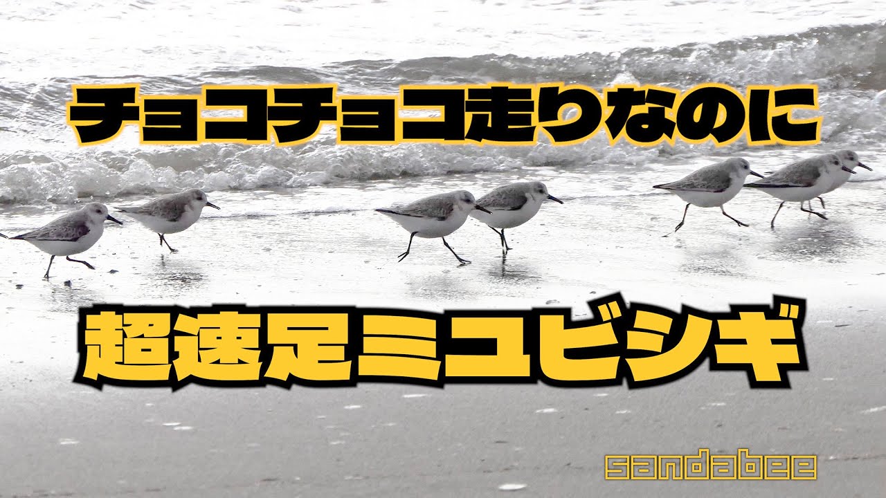波打ち際を超速足でチョコチョコ走り回るミユビシギ。Sanderling runs around at super speed along the water's edge on the  beach.
