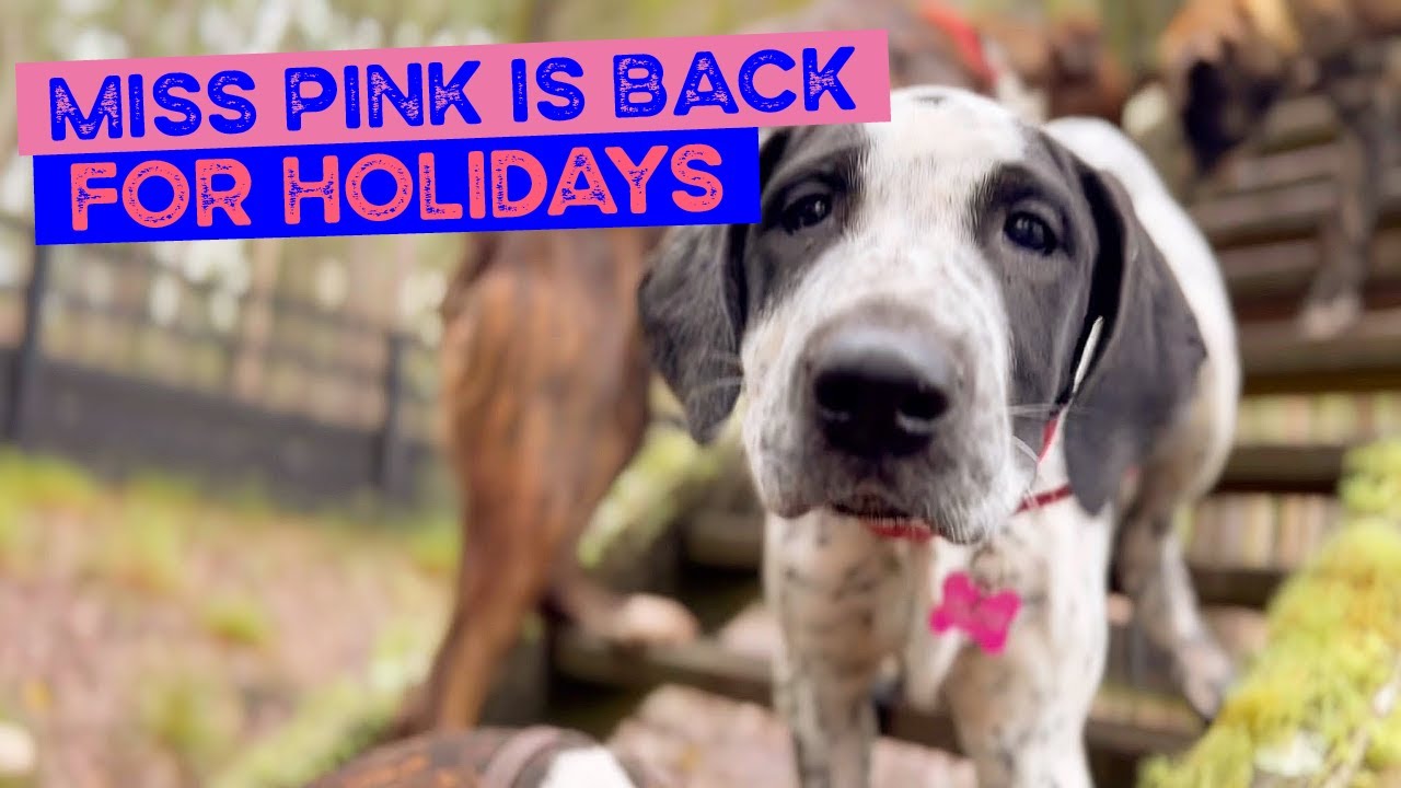 Miss Pink the Pointer Puppy now Frankie is back holidaying with relatives Elly and Django