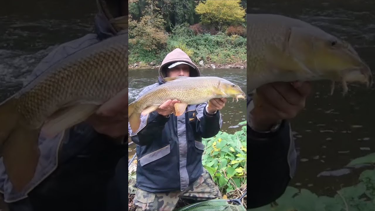 Surprising BARBEL Bites!!! 🐟 #shorts