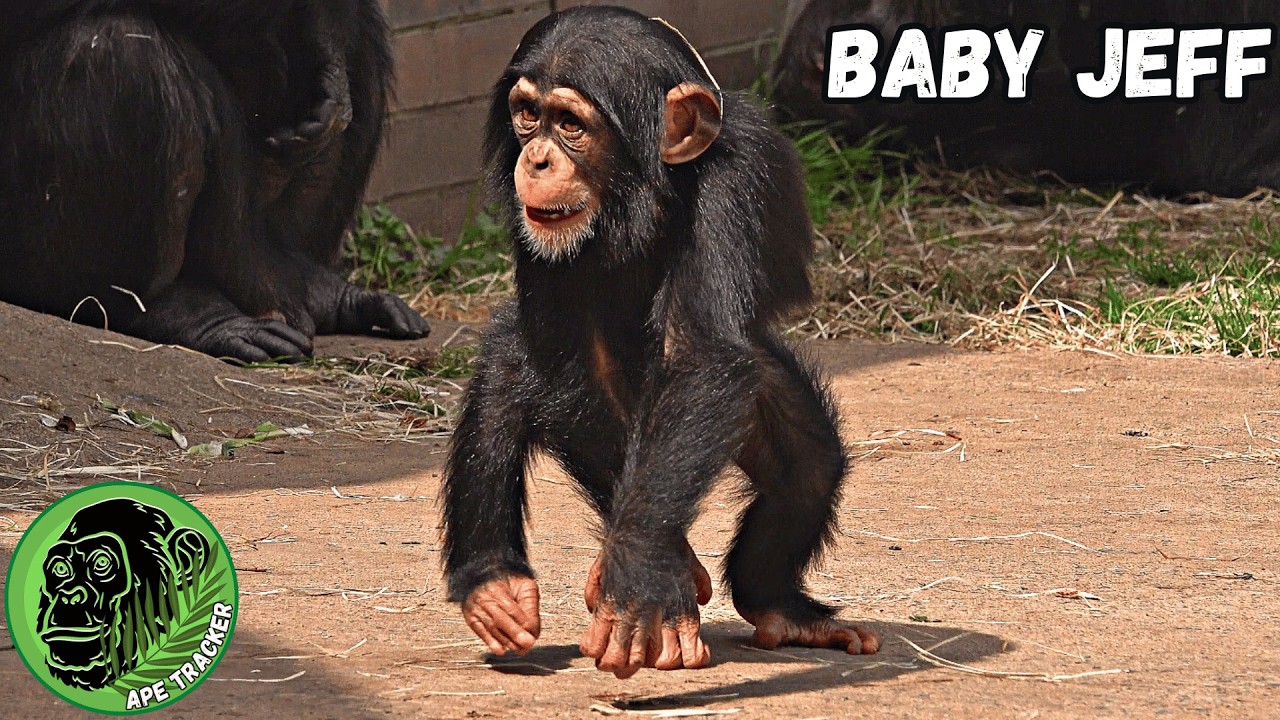 Baby Jeff protected And Loved By His Mom And Big Sister ! #heartwarming