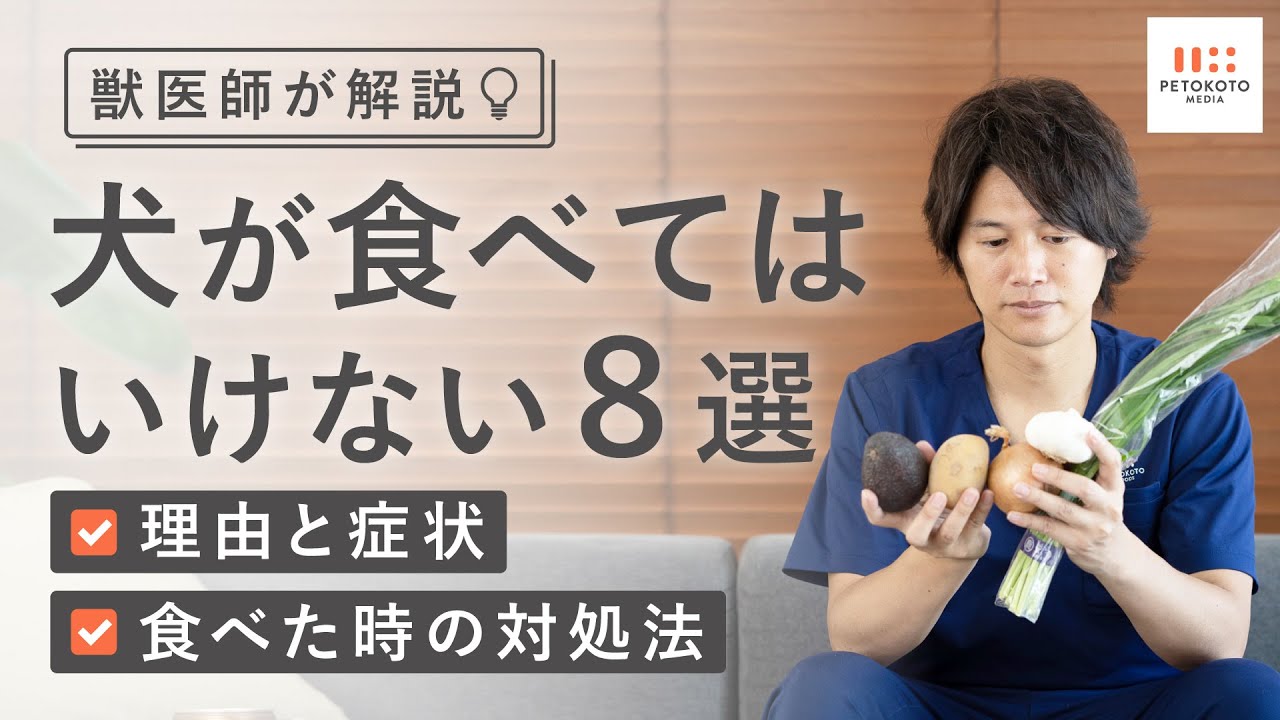 【犬が食べてはいけないもの】食べてしまった場合の対処法を獣医師が解説！（玉ねぎ/チョコレート/ぶどう/マスカット/カフェイン/アボカド/キシリトール）