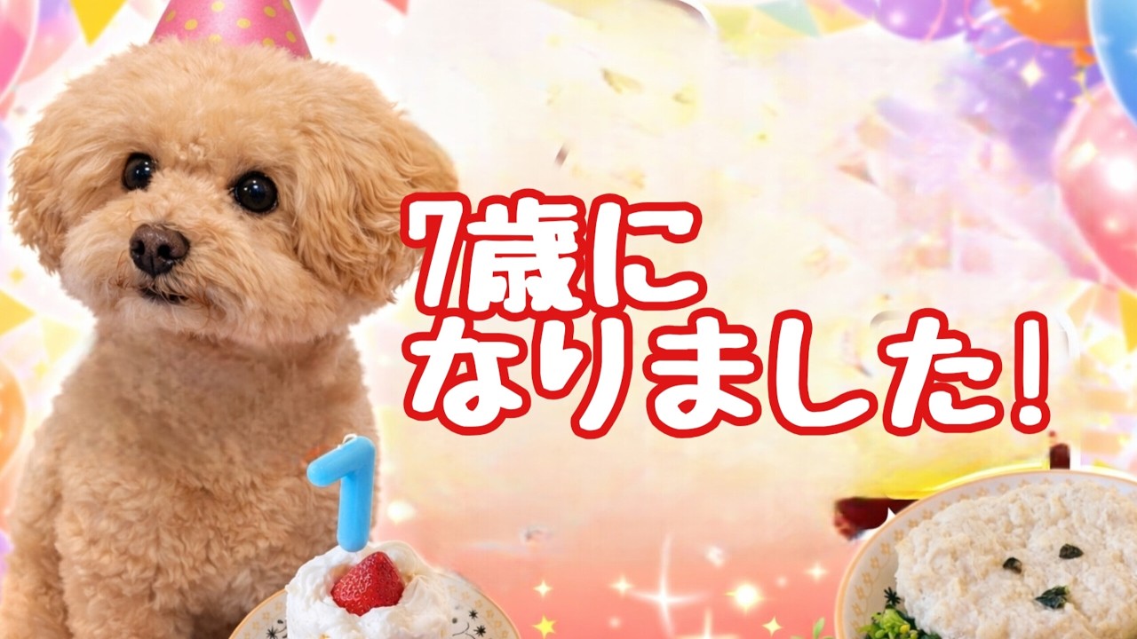 【支えられた7年間】これまでの6回のお誕生日を振り返りながら、今年も一緒にお誕生日のケーキを作ります🐶ビショプーのポノ