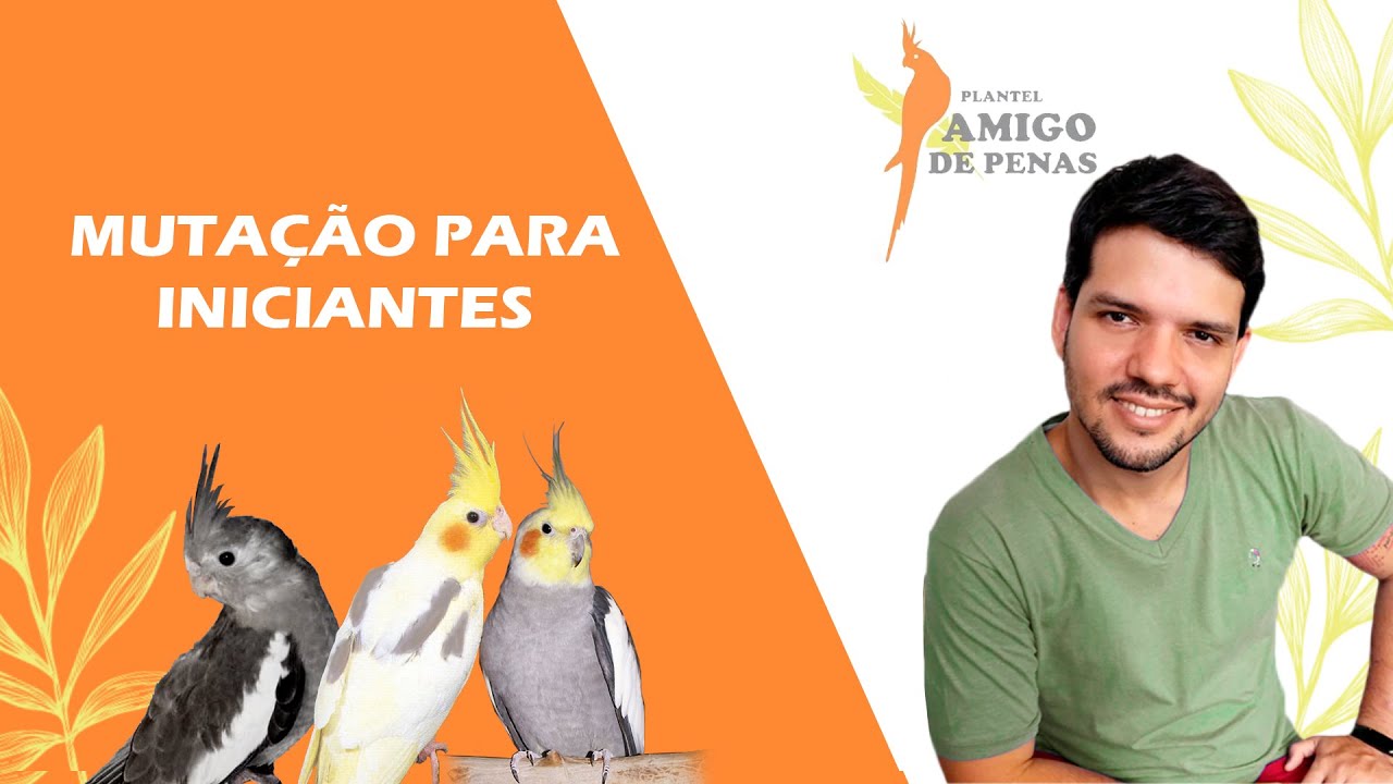 As melhores muta&ccedil;&otilde;es para come&ccedil;ar uma cria&ccedil;&atilde;o (calopsitas)