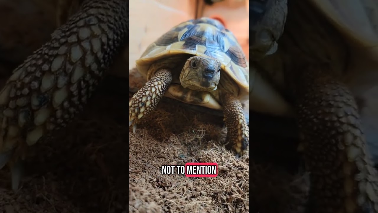 #pettortoise  #tortoisecare  #tortoisehusbandry #trendingpets