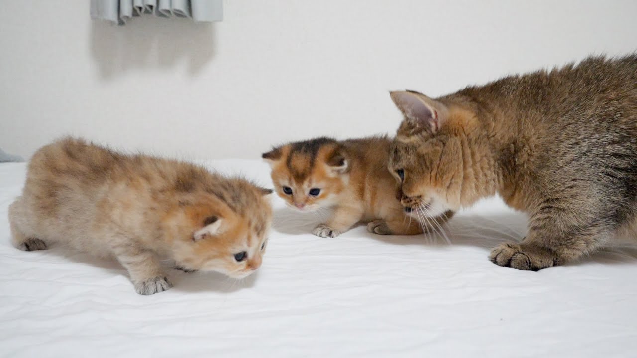 When I let the kittens who wanted to go out explore on the bed