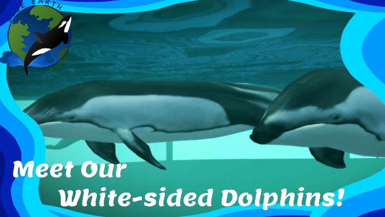 Meet Koen and Anakh! - Blue Earth Aquarium : Vallejo - (Zoo tycoon 2)