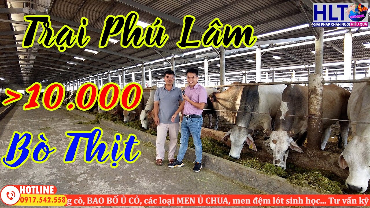 Quy Trình Nhập & Kỹ Thuật Chăn Nuôi Bò Úc Thế Nào?