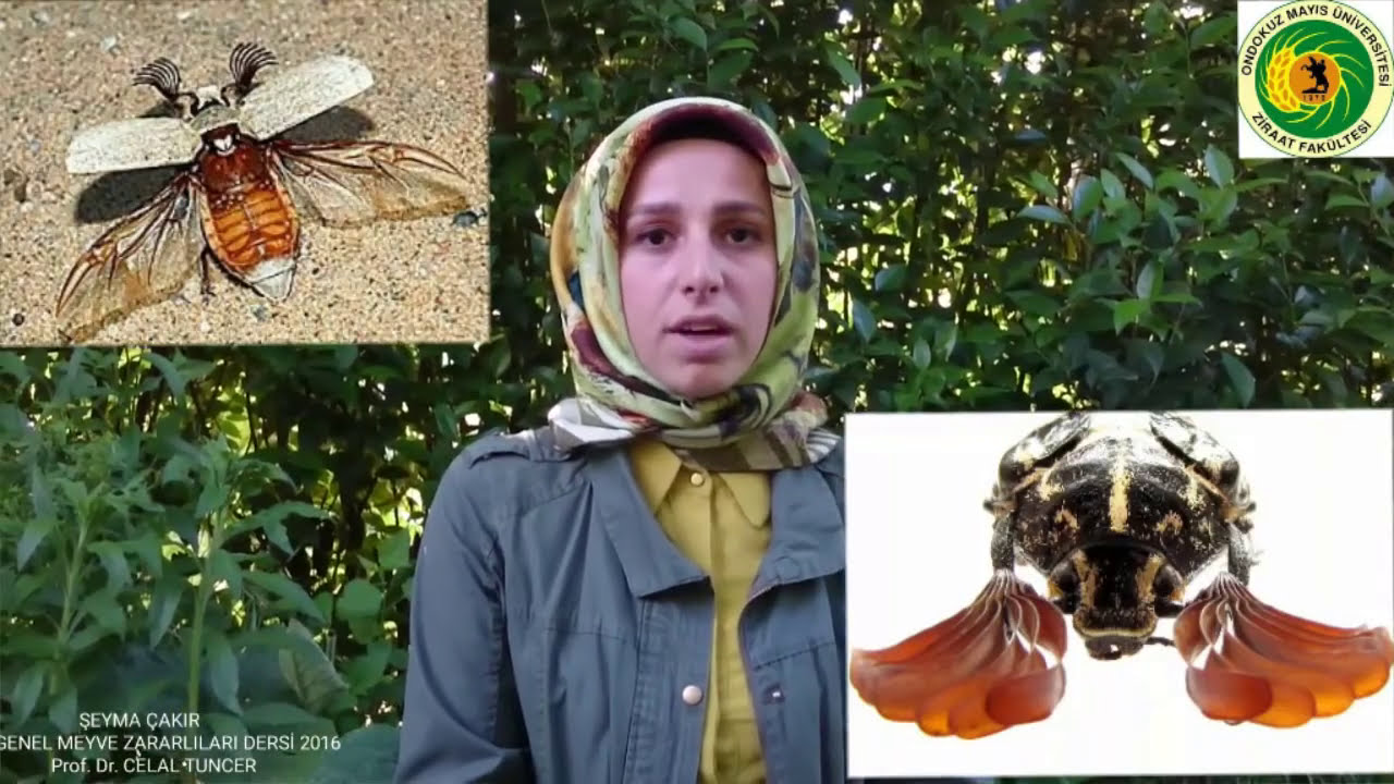Mayıs Böceği ve Haziran Böceği