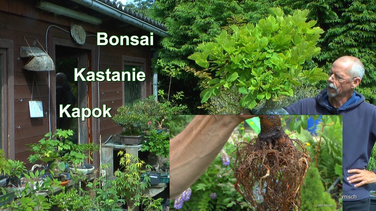Bonsai Kastanie und wie sieht die Abmoosung aus? Neue Herausforderung Kapok zum Bonsai und