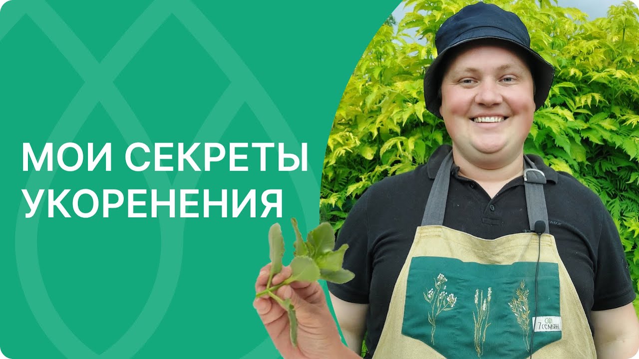 Бюджетный способ укоренения гортензий, клематисов и других растений! Приживаемость гарантирована