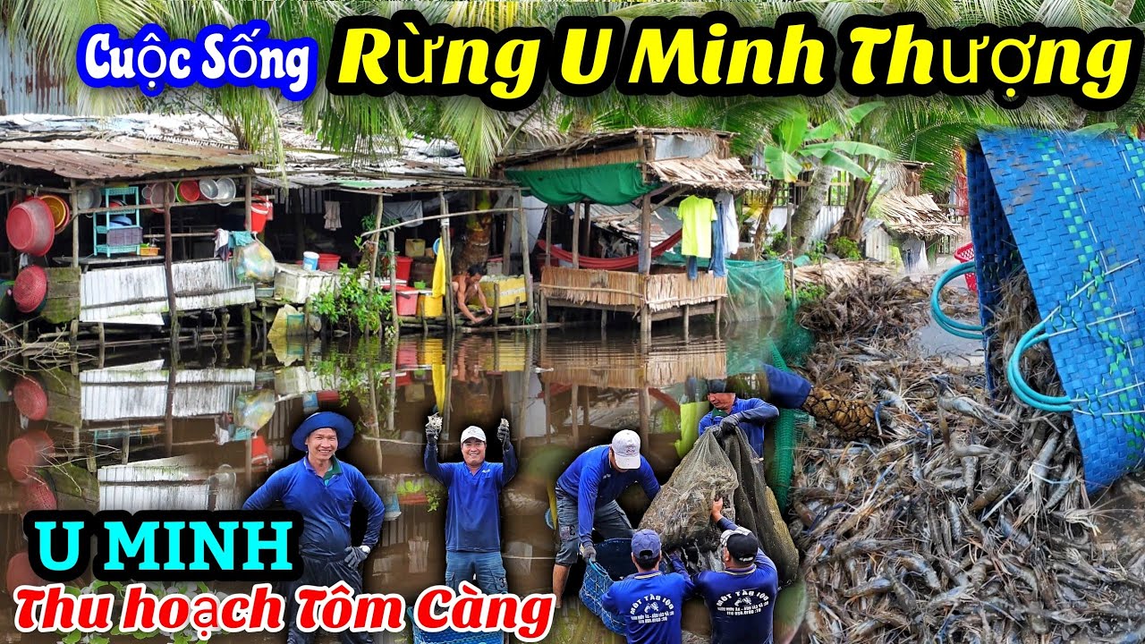 Đã mắt thu hoạch Tôm Càng rừng U Minh - Hàng nghìn mẫu trái cây quanh rừng vào mùa bội thu.