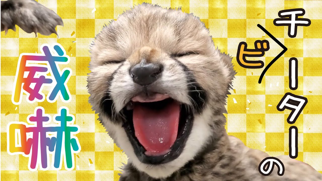 生後２日目②  　怖くない威嚇。。。チーターの赤ちゃん【千葉市動物公園】