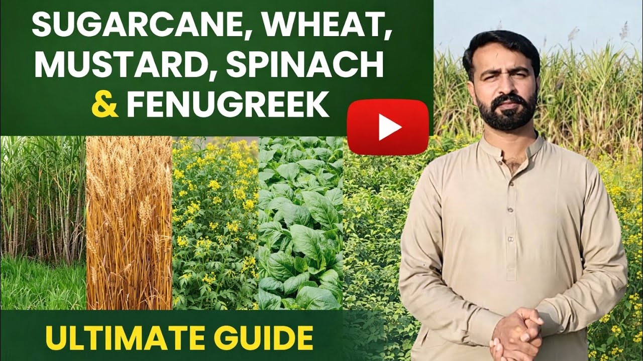Kitni Fasal Ek Sath Laga Saktay Hain?Intercropping| NNAFARM| Hazoor Laghari 
