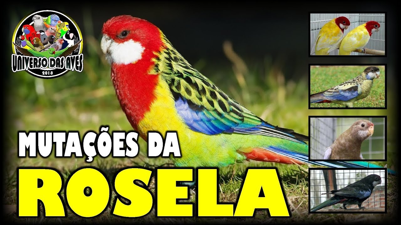 TODAS AS MUTAÇÕES DA ROSELA