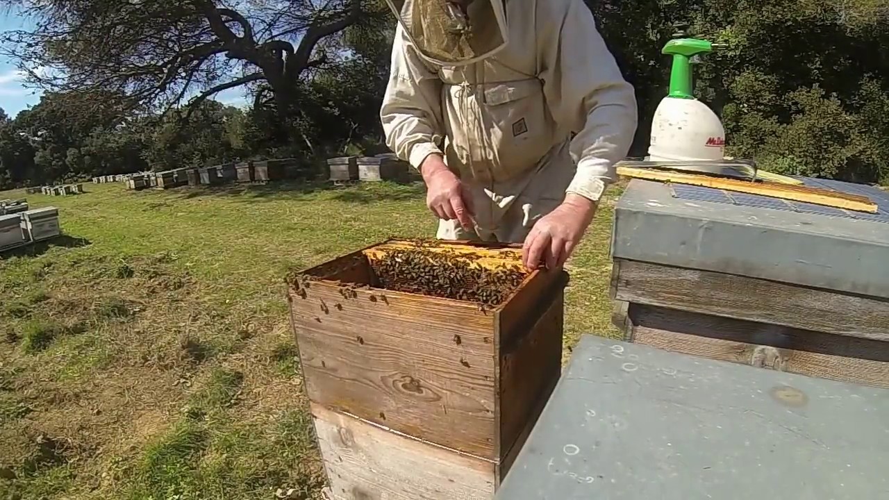 TUTO APICULTURE, comment monter une ruche éleveuse en vu de faire de l'élevage de reines