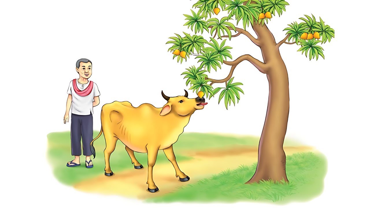Cow Eating Sapote | គោឆីសែដា