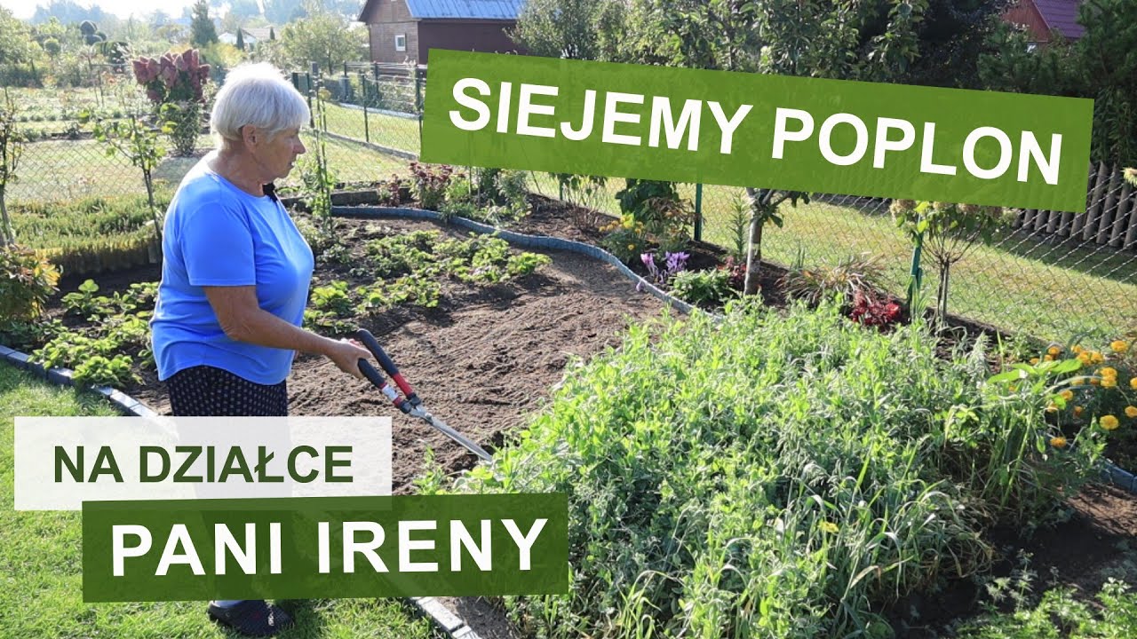 Jak i kiedy siać poplon? Co robić z poplonem? | Działka Pani Ireny