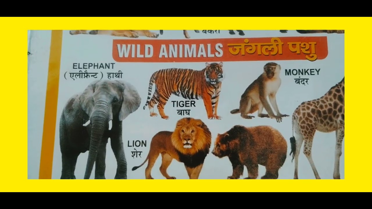 Domestic Animals Name in Hindi and English | पालतू जानवरों के नाम | Pet animals name#