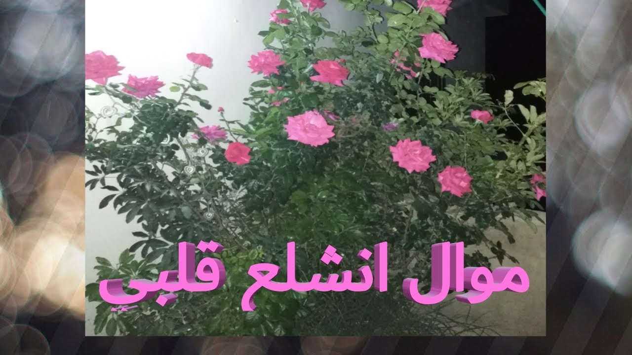 موال انشلع قلبي(محمد العبدالله) -  أجمل موال حماسي / Dabket3arabB