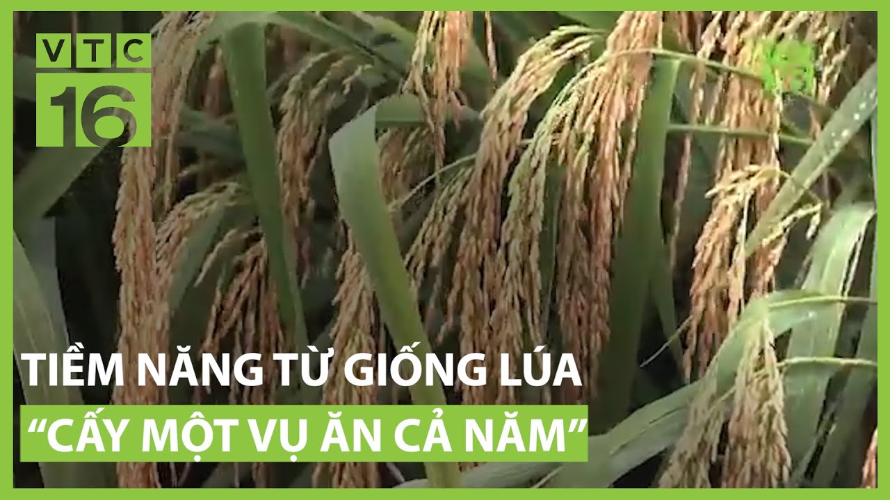 Tiềm năng từ giống lúa “cấy một vụ ăn cả năm