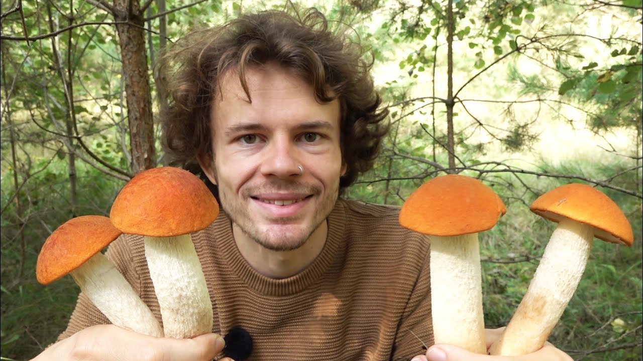 Traumhafte Pilze - Wenn der Wald eskaliert... Pilze sammeln im September