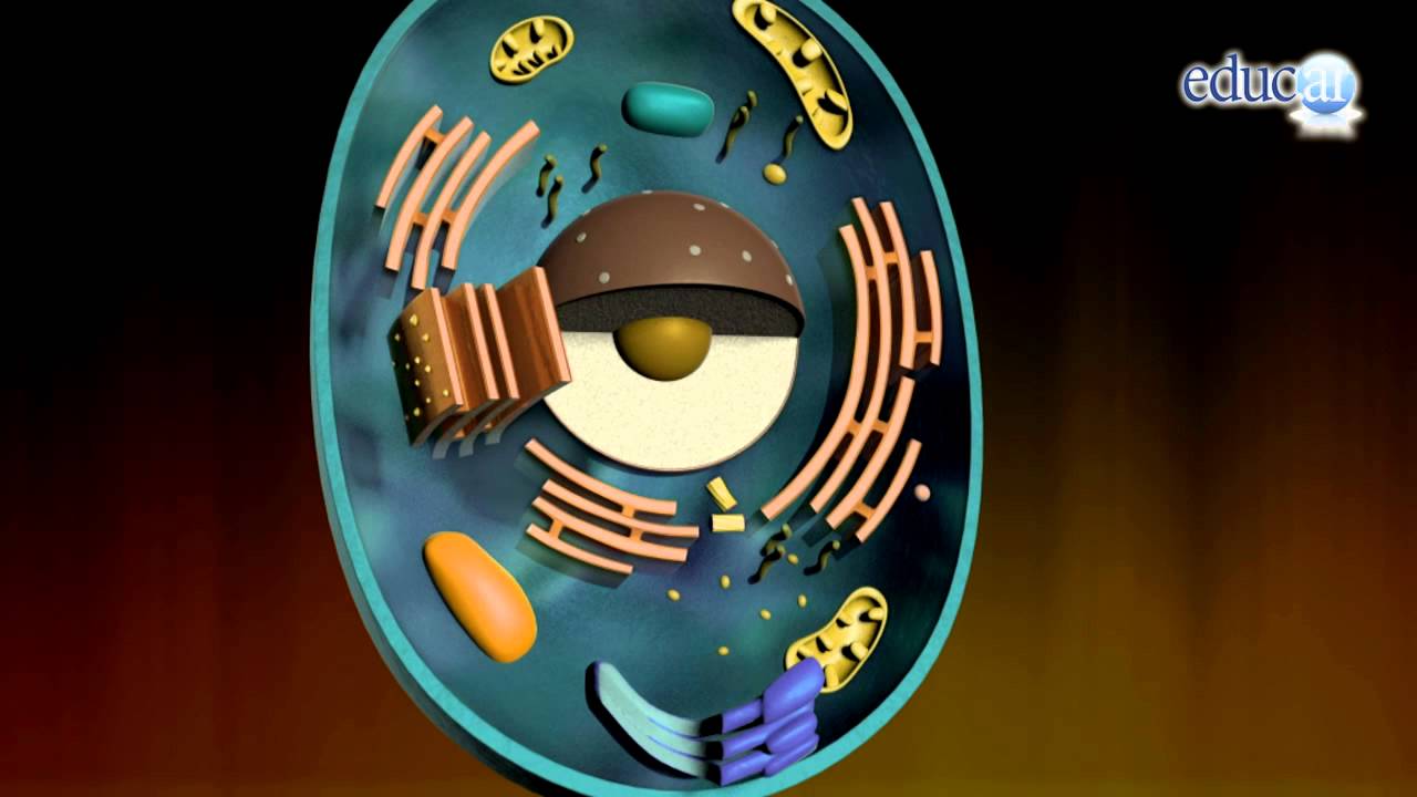 Biolog&iacute;a: La c&eacute;lula