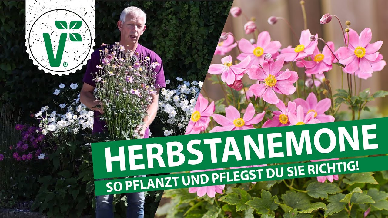 Herbstanemone - So pflanzt und pflegst Du sie richtig!