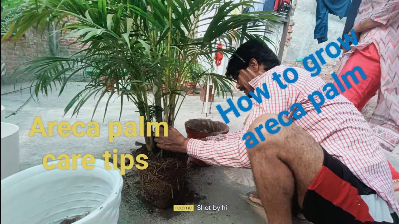 Areca palm care tips (Areca palm reporting) How to areca palm grow 🌴