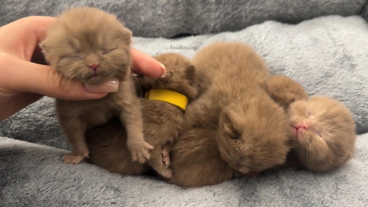 Soft Little Hearts