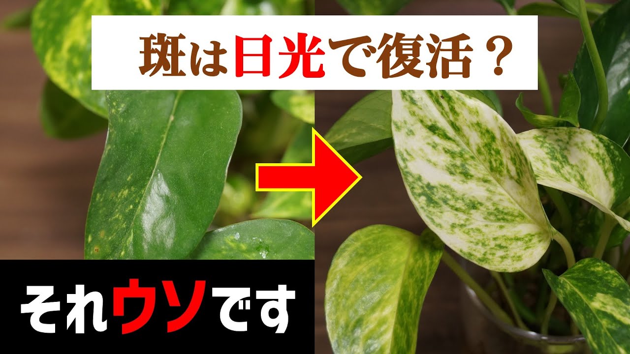 【９割が知らない】ポトスの斑を美しく保つ”本当の”方法【観葉植物レスキュー】【ポトスの育て方】