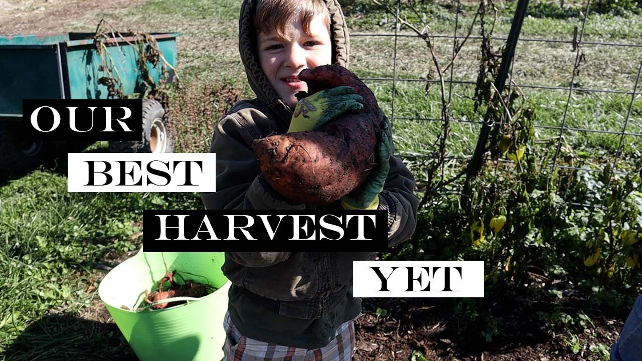 Fall Harvest at Humble Haven.