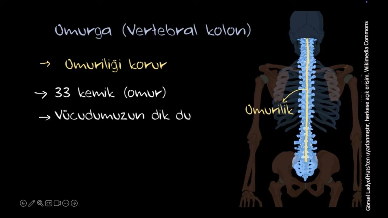 İnsan İskelet Sistemi (Fen Bilgisi)