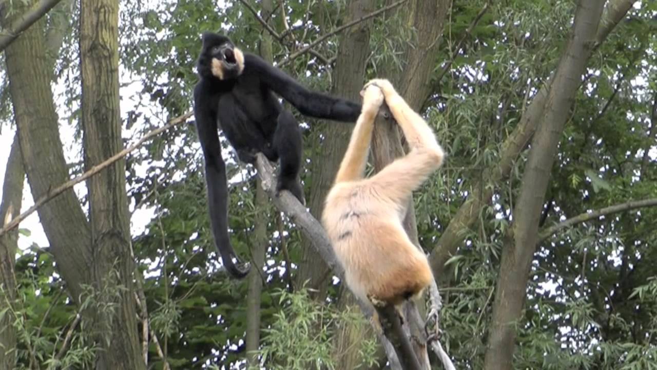 Gibbons singen