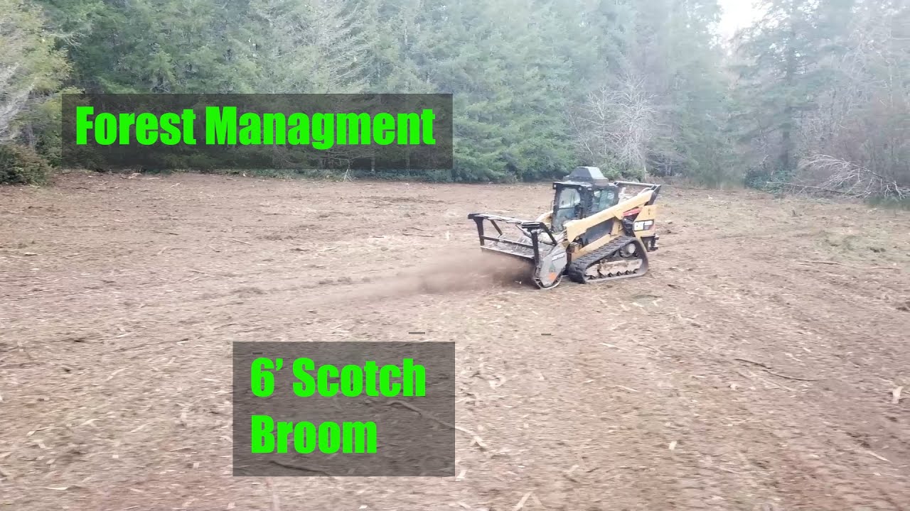 Forestry Mulching 6' Scotch Broom