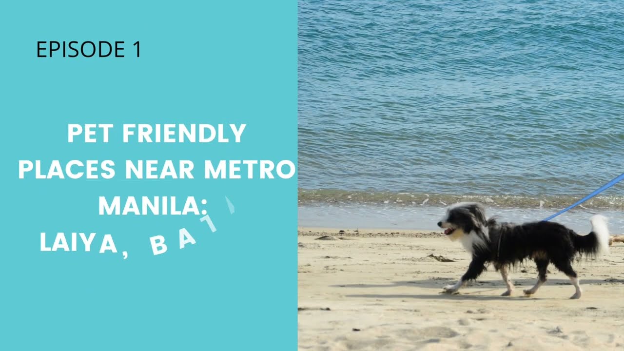 EP1 Pet Friendly Places Near Metro Manila: Laiya Batangas
