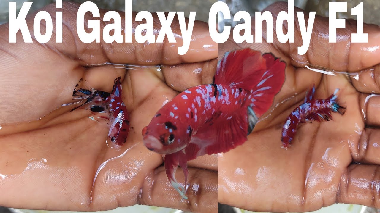 Increíble la mutación de estos Bettas Koi Galaxy Candy  F1 #EnrriqueBettasRD#.